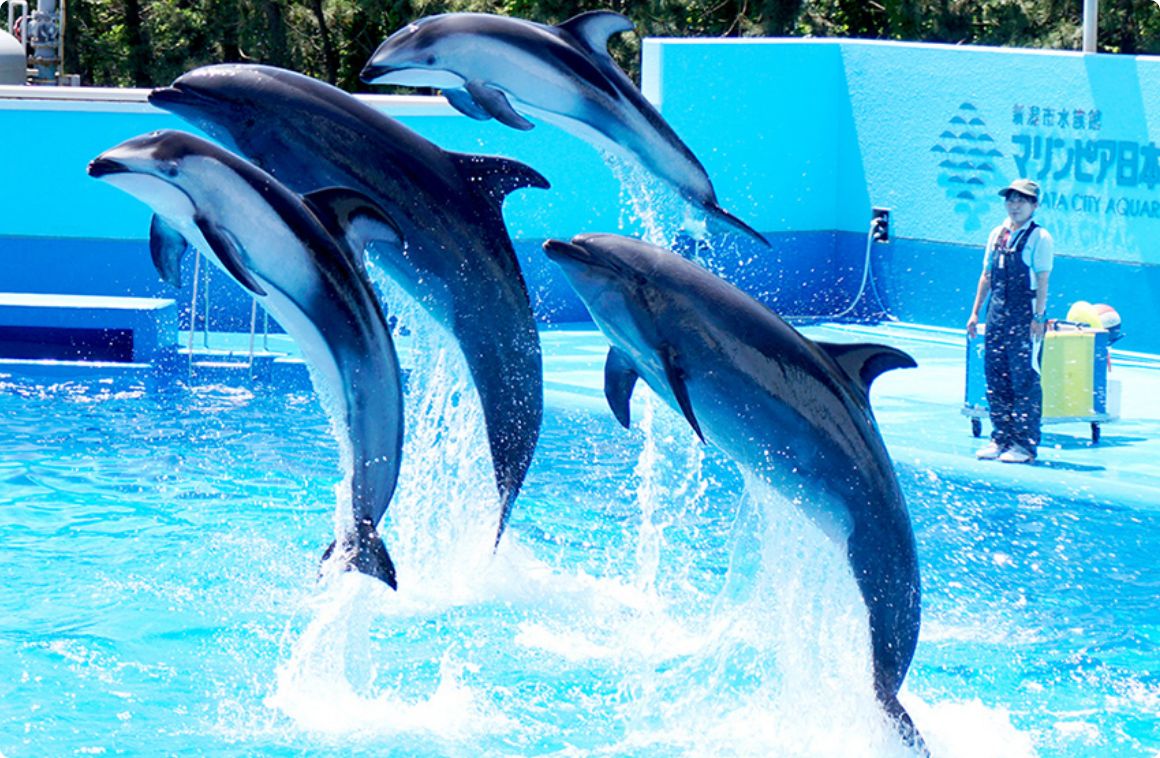 新潟市水族館マリンピア日本海